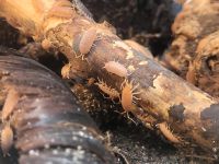 Porcellio pruinosus 'orange' - Asseln Nordrhein-Westfalen - Langenfeld Vorschau