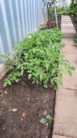 Tomatenpflanzen je 0.70 cent Sachsen-Anhalt - Magdeburg Vorschau