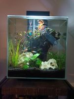 Panorama Aquarium Fluval Edge mit Bestand, Futter, etc Hannover - Ricklingen Vorschau