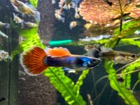 ‼️ GUPPIES MOSKAU-BLAU/ORANGE MÄNNCHEN WEIBCHEN GUPPYS AQUARIUM Baden-Württemberg - Herrenberg Vorschau