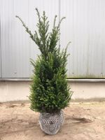 ANGEBOT! Taxus Baccata (Eibe) Heckenpflanzen Niedersachsen - Niederlangen Vorschau