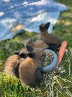 Zwergkaninchen Babys Nordrhein-Westfalen - Paderborn Vorschau