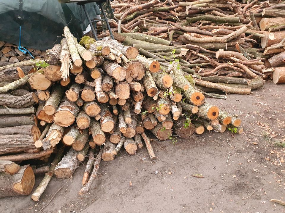 Brennholz Birke in Gusow-Platkow