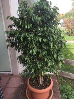 Benjamin Ficus Bayern - Füssen Vorschau