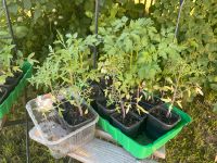 Tomaten Pflanzen Fleischtomaten Salattomaten Harzfeuer Brandenburg - Neuenhagen Vorschau