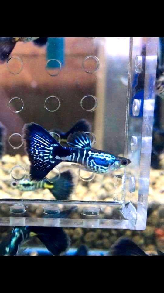 ⭐ Black Cobra Guppy - Hochzucht Guppys aus Liebevoller Zucht in Bretzfeld