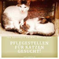 Pflegestellen für Katzen gesucht❤️ Düsseldorf - Stadtmitte Vorschau