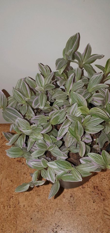 Philodendron Tradescantia Sweetness in Vechta