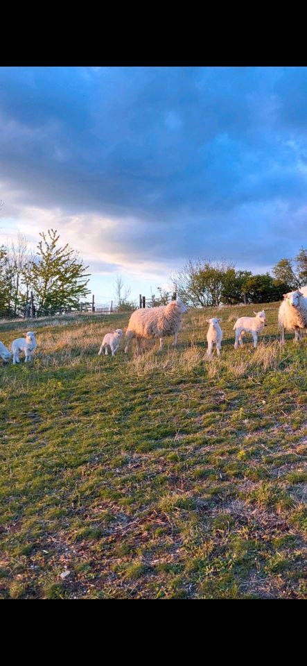 Skudde Schaf Bock Aue Lämmer in Finneland