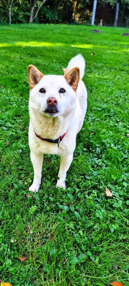 Yuki sucht ihr Zuhause in Rennertshofen