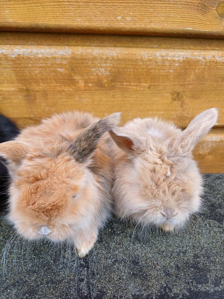 RESERVIERT ! Zwergwidder Zwergkaninchen zwerg Widder Kaninchen in Bruchhausen-Vilsen