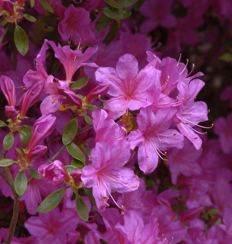 Japanische Azalee Multiflorum Lila 30-40cm - Rhododendron obtusum in Bad Zwischenahn