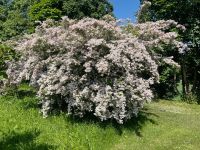 Perlmuttstrauch,  KOLKWITZIA AMABILIS 'ROSEA', Blütenstrauch Baden-Württemberg - Hohentengen Vorschau