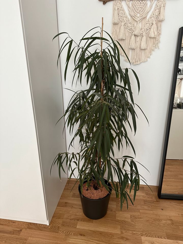 Zimmerpflanze langblättriger Feigenbaum, 150cm in Stuttgart