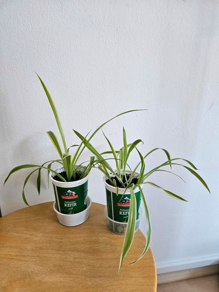 Grünlilie / Chlorophytum/ Pflanzen in Burgkirchen