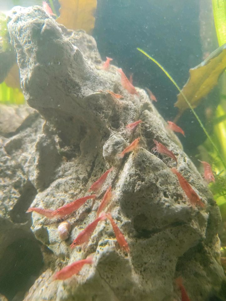 Garnelen Rot Neocaredina in Witzenhausen