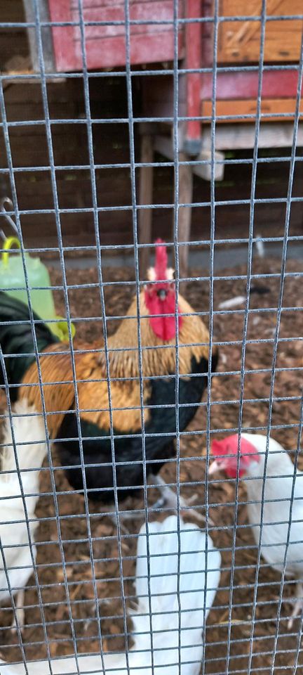 Prächtiger Hahn zu verkaufen in Fredersdorf-Vogelsdorf