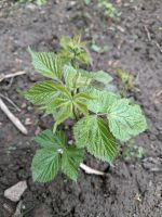 Stachel lose Brombeeren Rostock - Gross Klein Vorschau