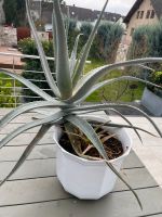 Aloe Vera Pflanze groß Baden-Württemberg - Kenzingen Vorschau