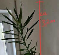 Ca. 3,2 Meter große Yucca Zimmerpflanze zu verkaufen 45 € Baden-Württemberg - Bermatingen Vorschau