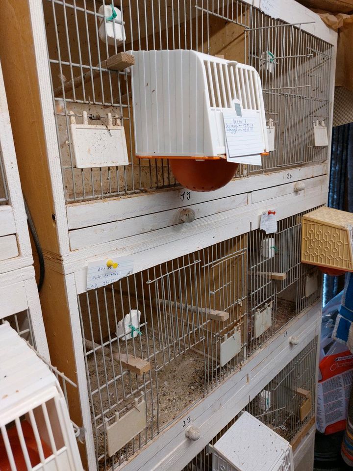 Vogel Zucht Boxen aus Holz zuverkaufen in Emden