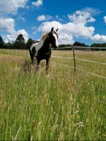 1 Offenstallplatt in Witten Herbede frei Nordrhein-Westfalen - Witten Vorschau