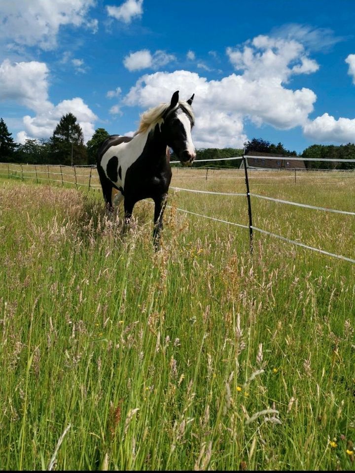 1 Offenstallplatt in Witten Herbede frei in Witten