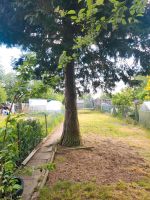 Baum zum  selber schneiden Hessen - Marburg Vorschau