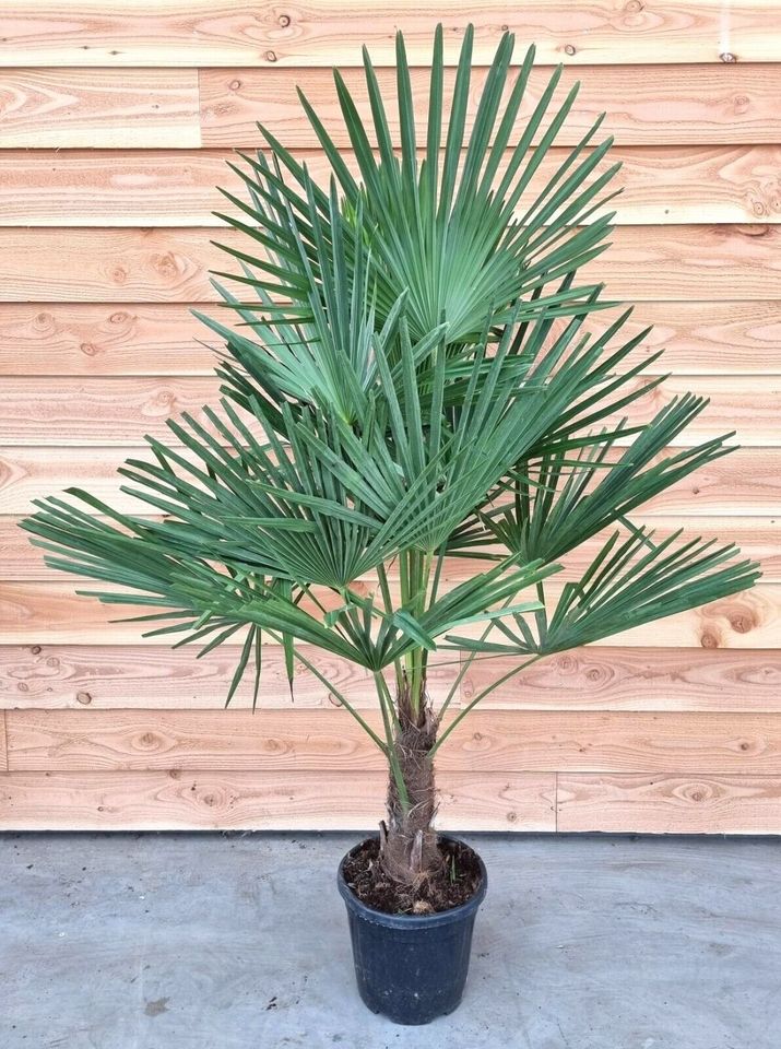 ✅NEU✅ Trachycarpus fortunei 50-260cm winterharte Hanfpalme 5 in Bad Soden am Taunus