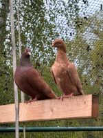 Memeler Hochflieger Sachsen-Anhalt - Salzwedel Vorschau