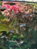 Endler Guppy Aquarienfische auch für Anfänger Baden-Württemberg - Schwäbisch Hall Vorschau