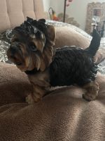 Dekofigur yorkshire Terrier Welpe Sachsen-Anhalt - Teutschenthal Vorschau