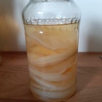 Kombucha Teepilz Scoby Niedersachsen - Geeste Vorschau