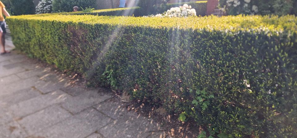 Baum Hecke in Bremen