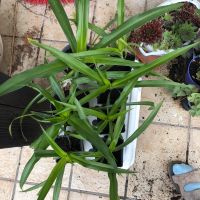 Grünlilie grün breite Blätter kräftige Pflanzen Kr. Altötting - Winhöring Vorschau