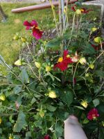 Dahlien rot mit kleinen Blüten insgesamt 3 Knollen Pflanze Nordrhein-Westfalen - Telgte Vorschau