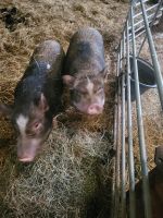 Minischweine Eber kastriert Niedersachsen - Halvesbostel Vorschau