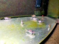 Aquarienfische Niedersachsen - Hambühren Vorschau