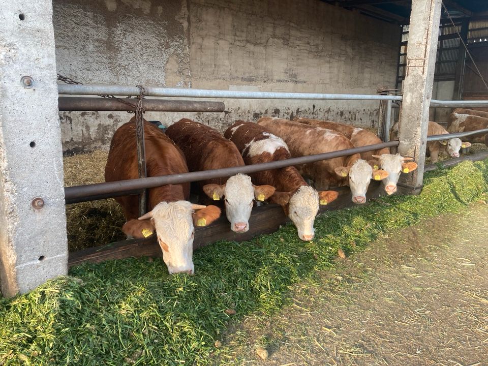 Fleckvieh Simmental in Wurzen