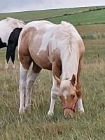 Paint Horse Hengst Jährling Westernpferd Quarter Horse Sachsen - Neukirchen/Erzgeb Vorschau