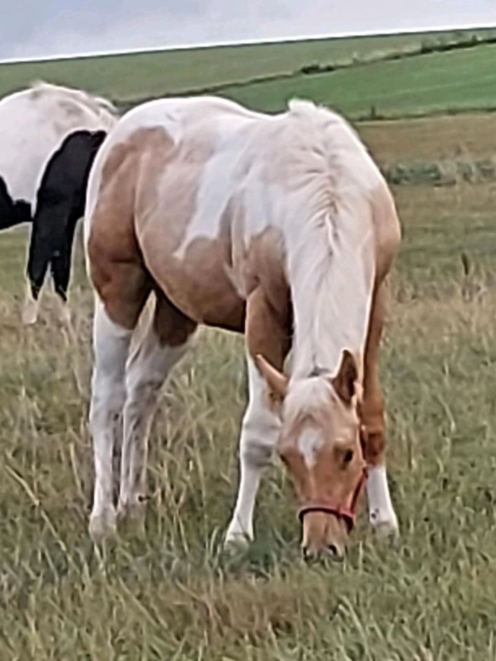 Paint Horse Hengst Jährling Westernpferd Quarter Horse in Neukirchen/Erzgeb