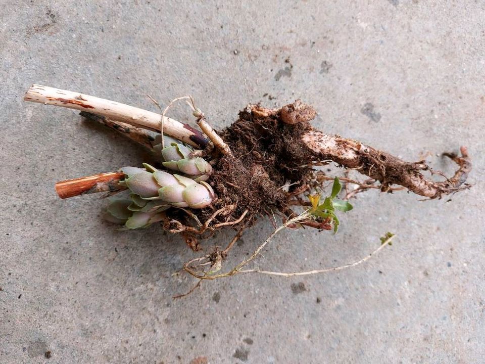 Hohe Fetthenne (Sedum telephium) Ableger Jungpflanzen Stauden in Neresheim