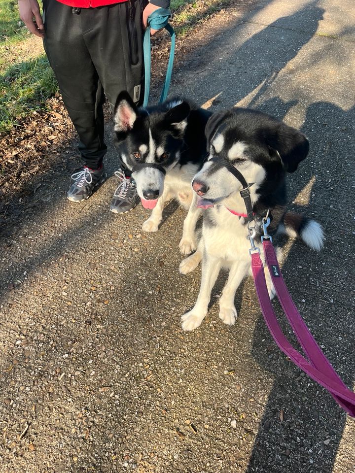 Husky Labrador Mix rüde & Weibchen Geschwister in Perl