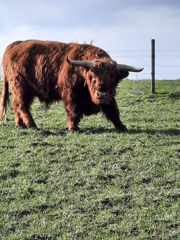 Highland Cattle Bulle in Velbert