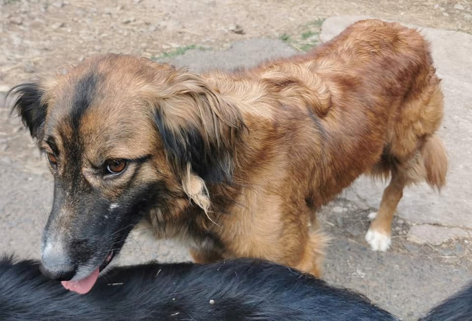 Joel - der Colli-Labrador-Mix ist ein Freigeist in Schönborn (Pfalz)