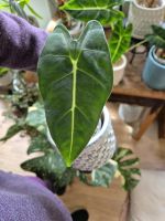 Alocasia Frydek etablierte Babypflanzen von Variegata Mama Baden-Württemberg - Schriesheim Vorschau