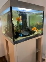 Aquariumpflege in Raum Arnsberg/Pflege Nordrhein-Westfalen - Soest Vorschau