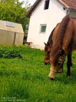 Reitbeteiligung Bayern - Bad Kötzting Vorschau