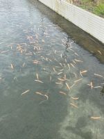 Goldforellen Forellen Setzlinge Niedersachsen - Bad Salzdetfurth Vorschau