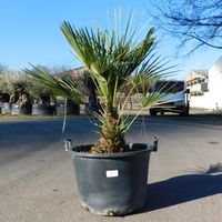 Zwergpalme Chamaerops Humilis +/-120cm hoch (Nr.5) Nordrhein-Westfalen - Oberhausen Vorschau